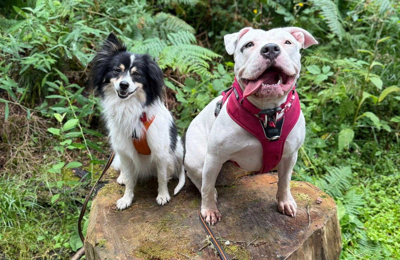 Illustration — EC Canin