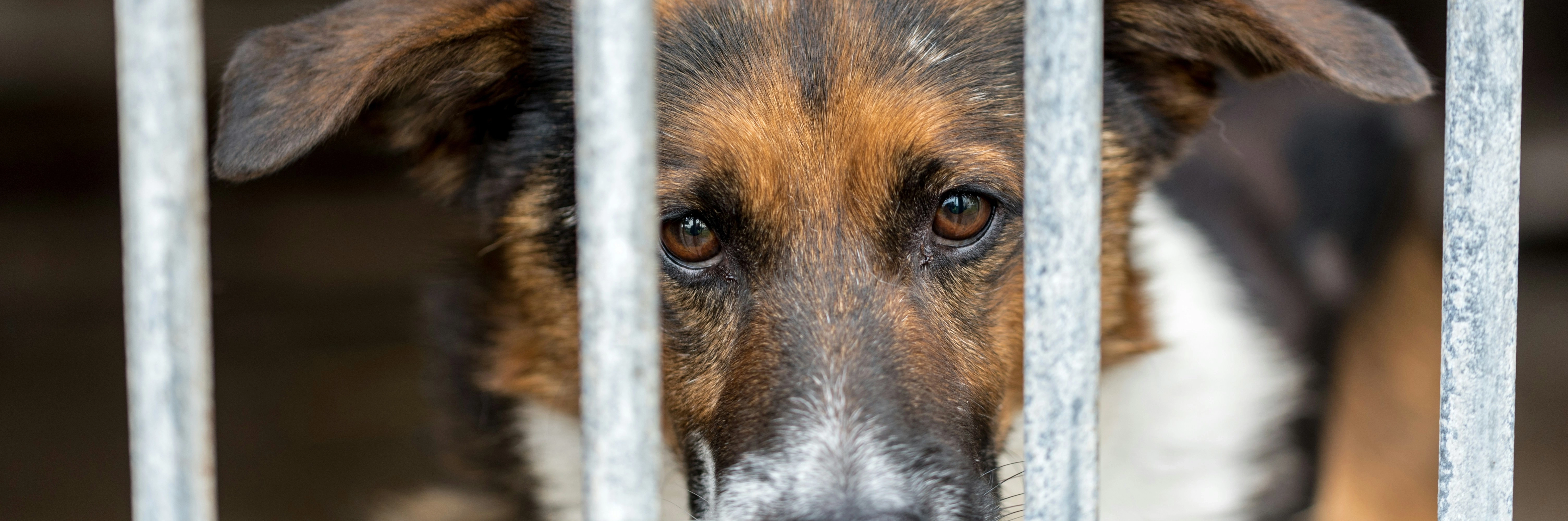 Chiens de refuge accompagnés par des bénévoles