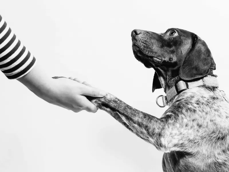 Partenariat avec un refuge ou une association